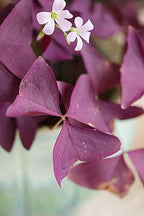 12-Piece Purple Shamrock Oxalis Bulbs