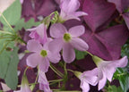 12-Piece Purple Shamrock Oxalis Bulbs