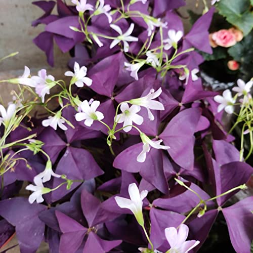 12-Piece Purple Shamrock Oxalis Bulbs