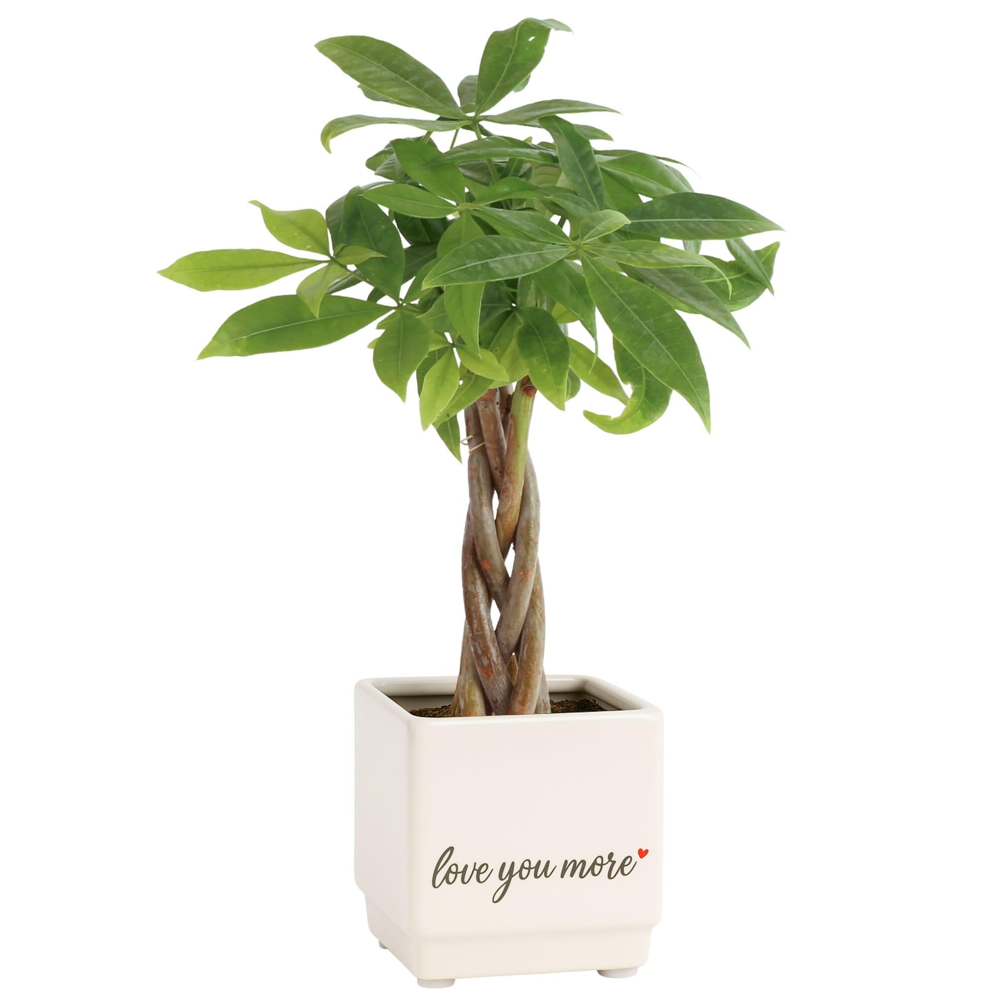 Costa Farms Money Tree Small Easy to Grow Live Indoor Plant