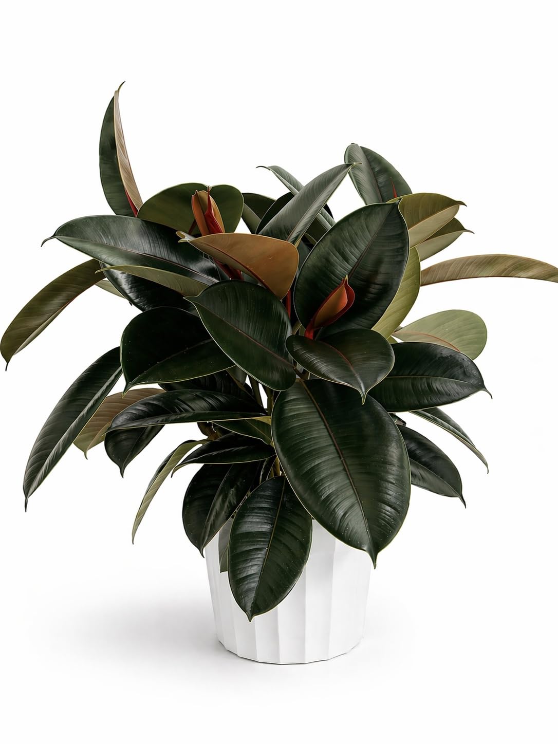 Rattlesnake Calathea Live Indoor Plant
