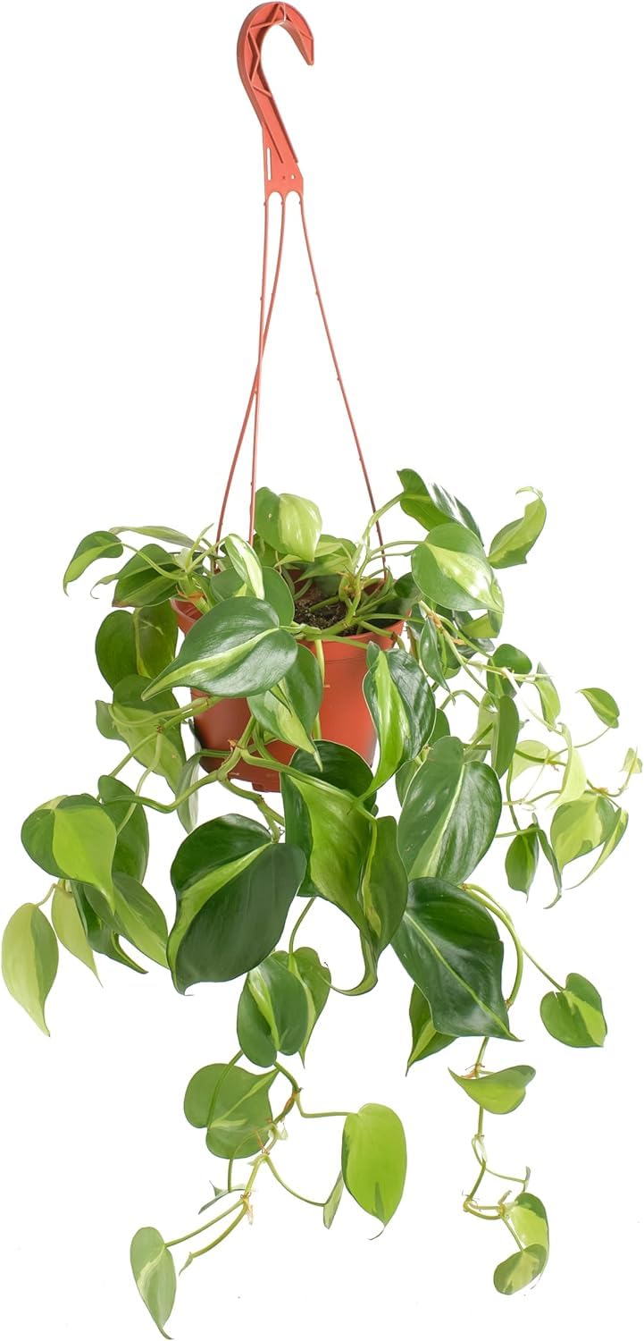 Live Trailing Houseplant in 6-Inch Pot