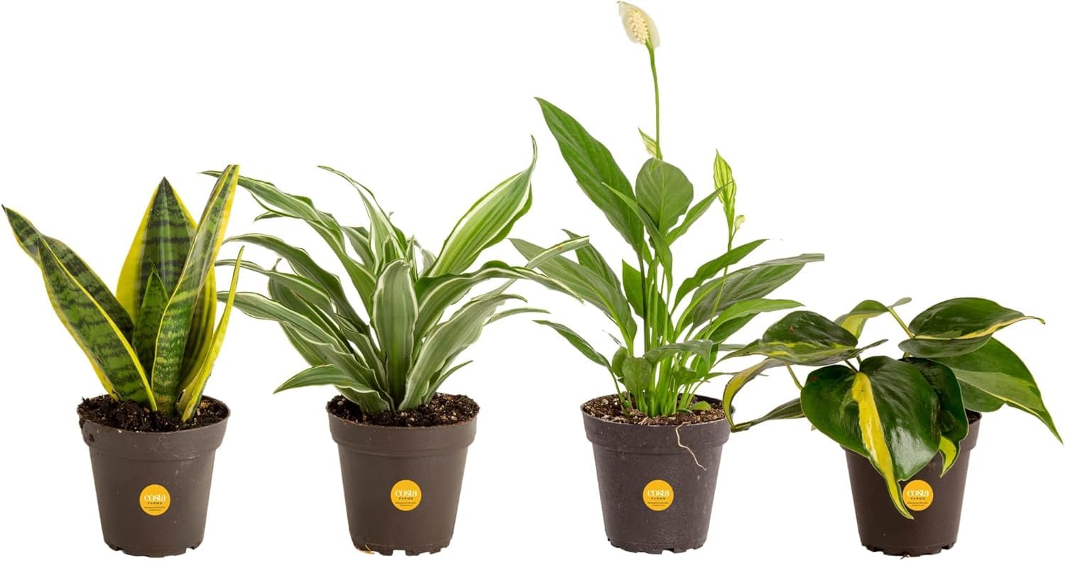 Costa Farms Live Plants (3 Pack), Grower's Choice in Home Décor Indoors Plant Pots Décor