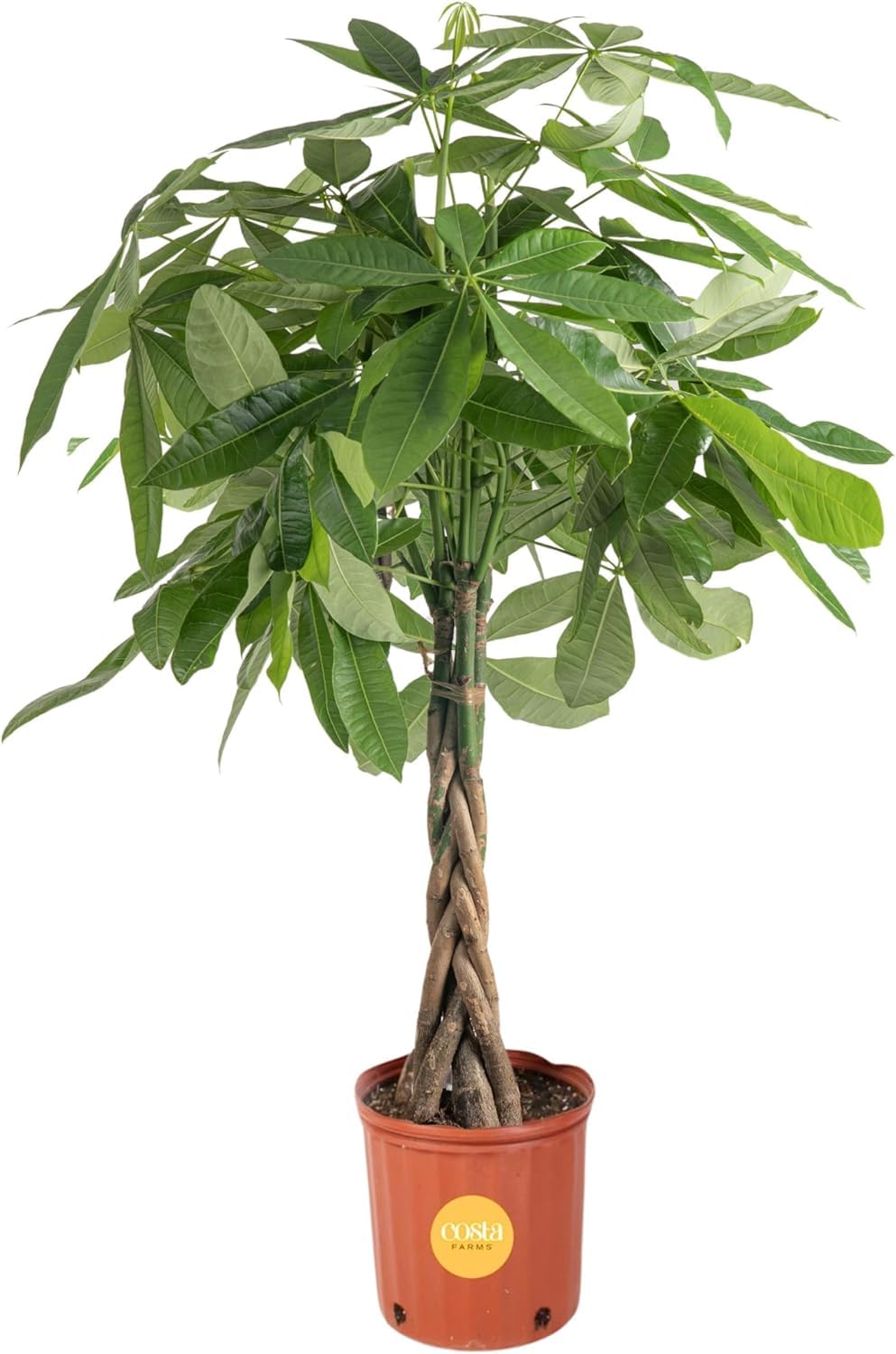 Costa Farms Money Tree Small Easy to Grow Live Indoor Plant