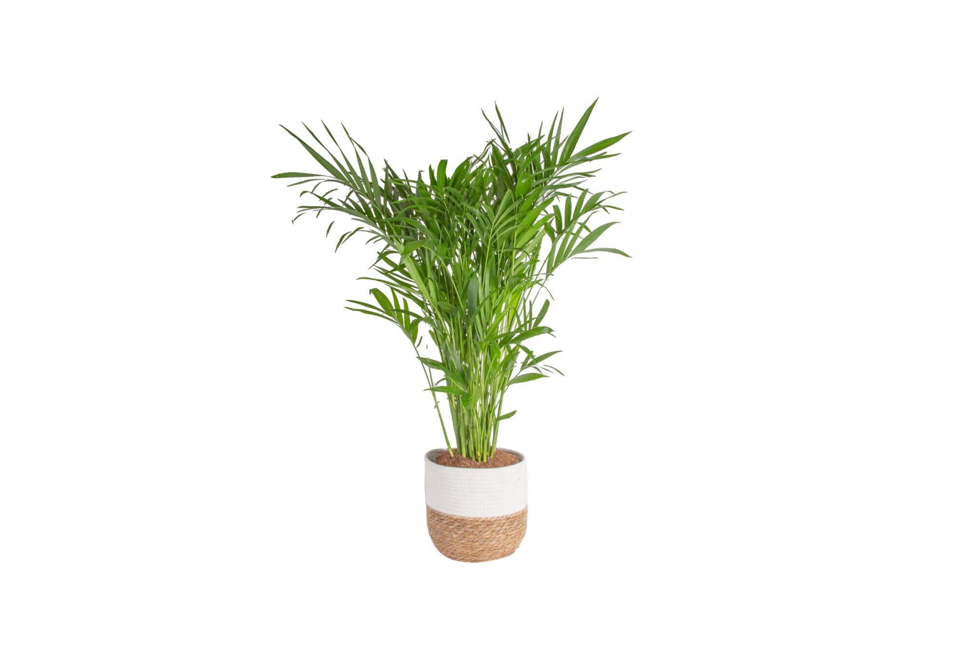 Costa Farms Cat Palm Live Plant in Decorative Pot