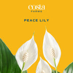 Costa Farms