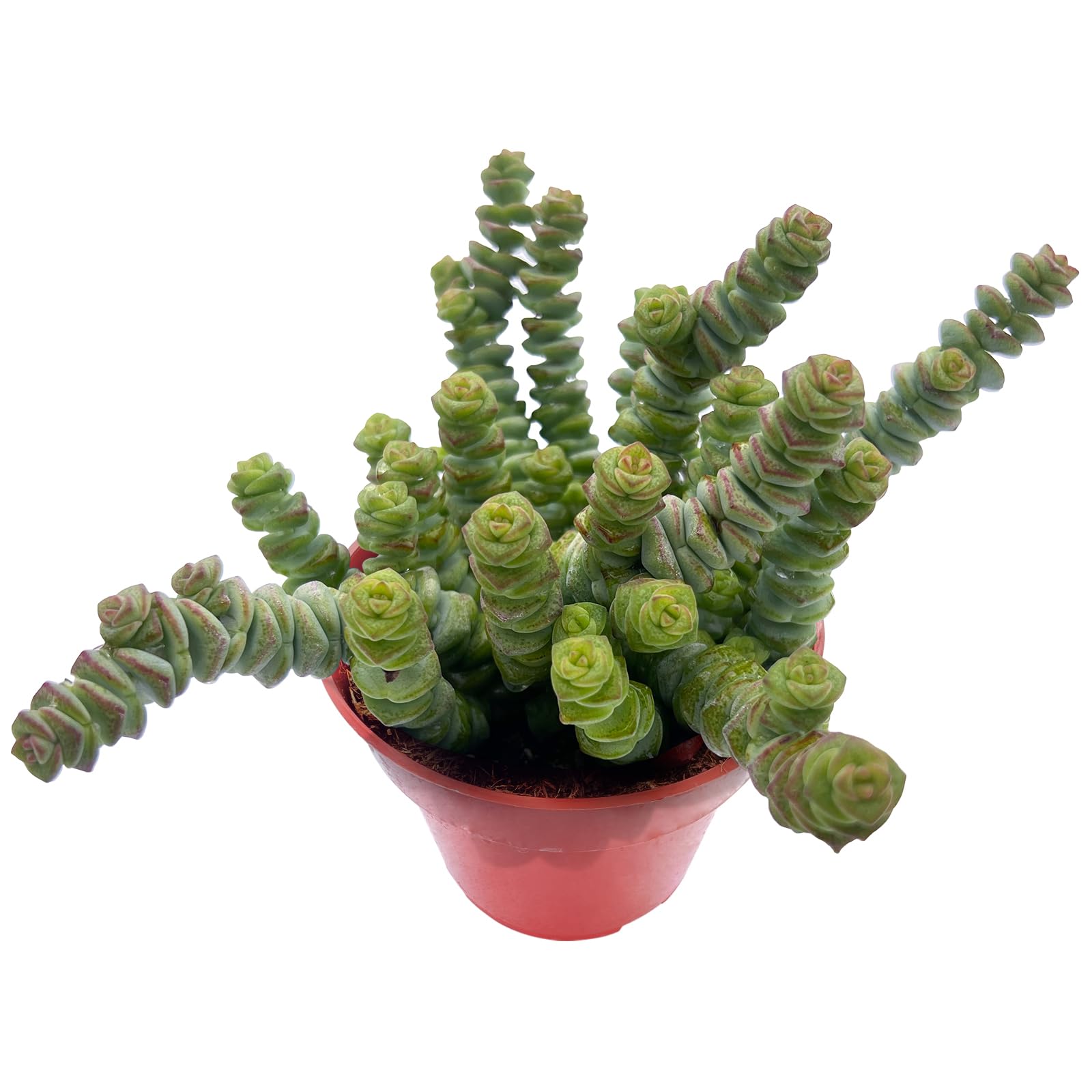 4inch Live Succulent