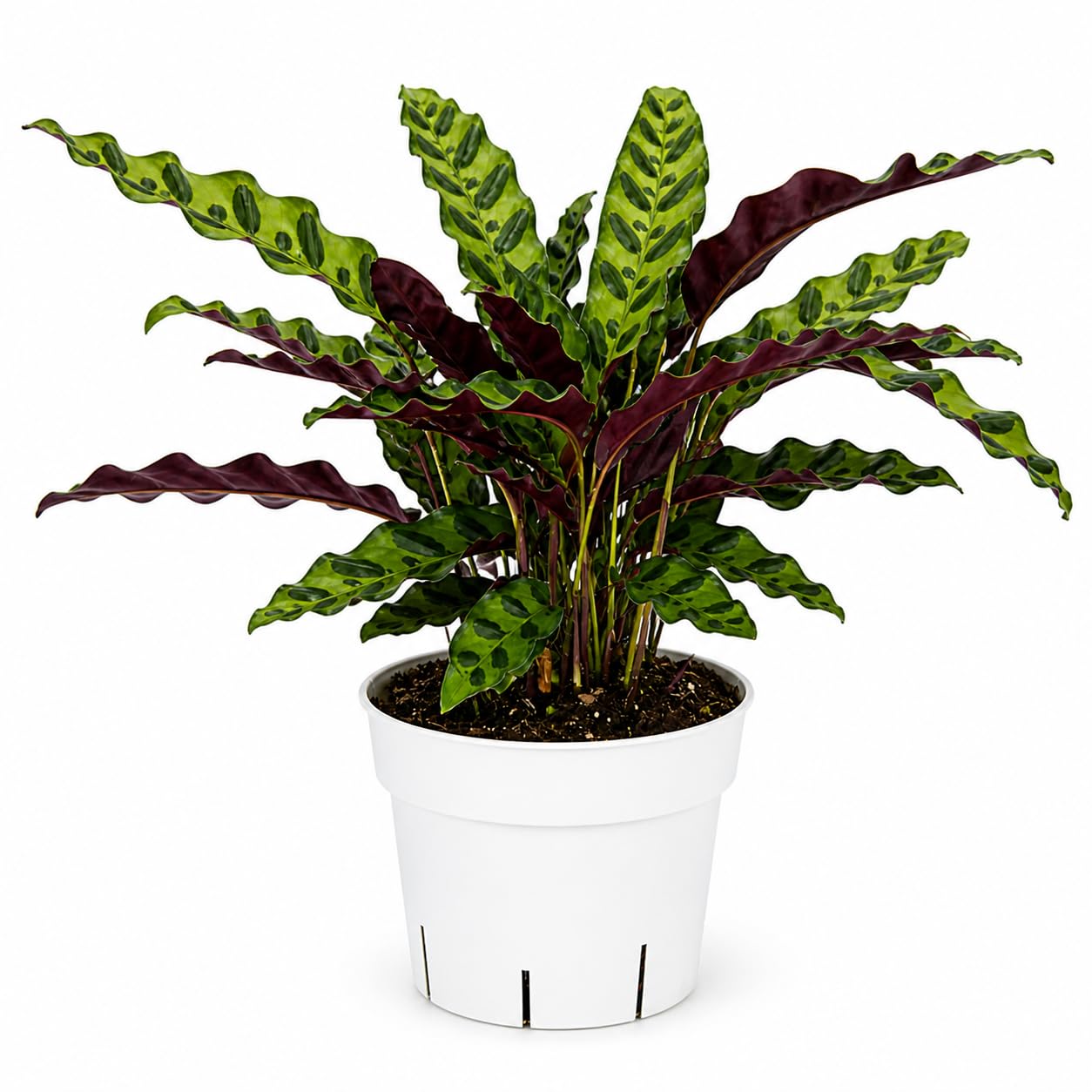 Rattlesnake Calathea Live Indoor Plant