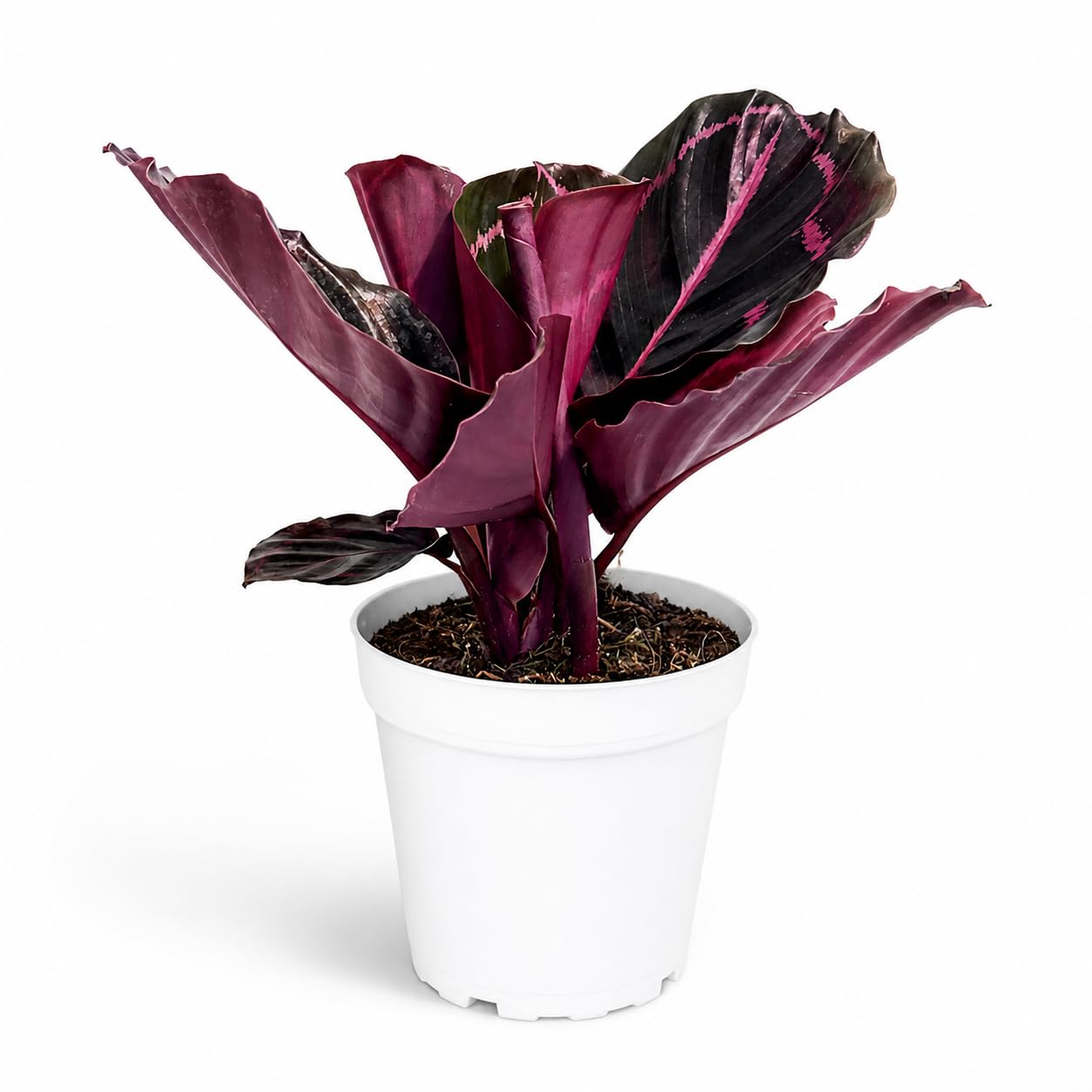 Rattlesnake Calathea Live Indoor Plant