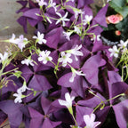 12-Piece Purple Shamrock Oxalis Bulbs