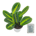 Lemon Lime Maranta Prayer Plant in White Pot