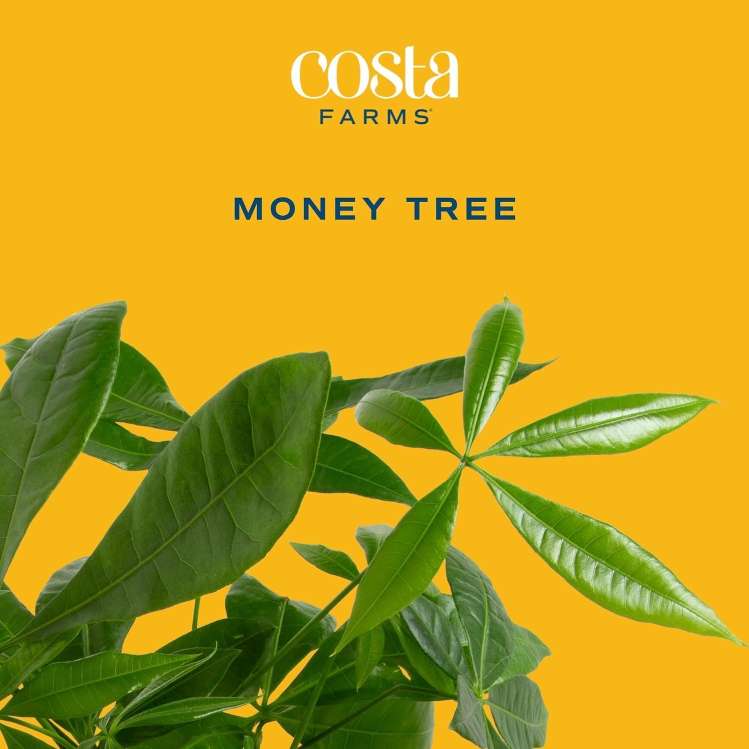 Costa Farms Money Tree Small Easy to Grow Live Indoor Plant