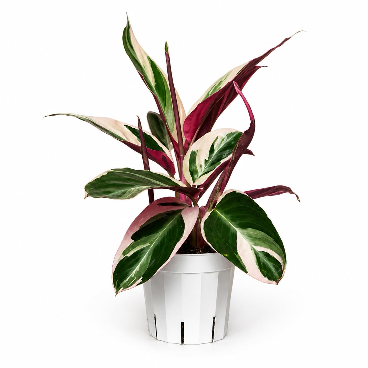 Rattlesnake Calathea Live Indoor Plant