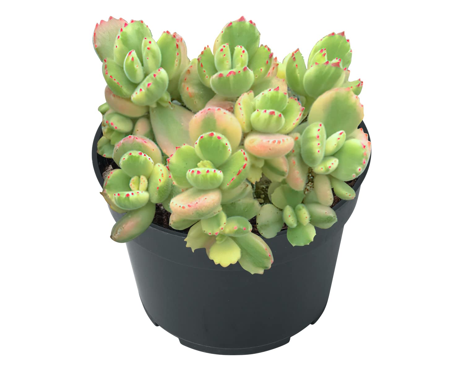 4inch Live Succulent