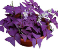 12-Piece Purple Shamrock Oxalis Bulbs