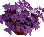 12-Piece Purple Shamrock Oxalis Bulbs