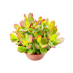 4inch Live Succulent