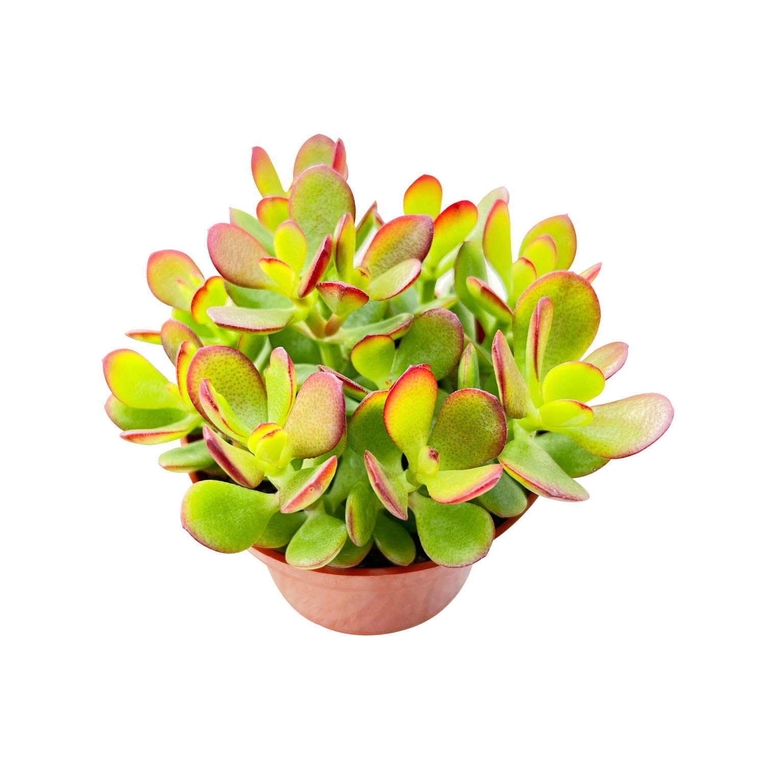 4inch Live Succulent
