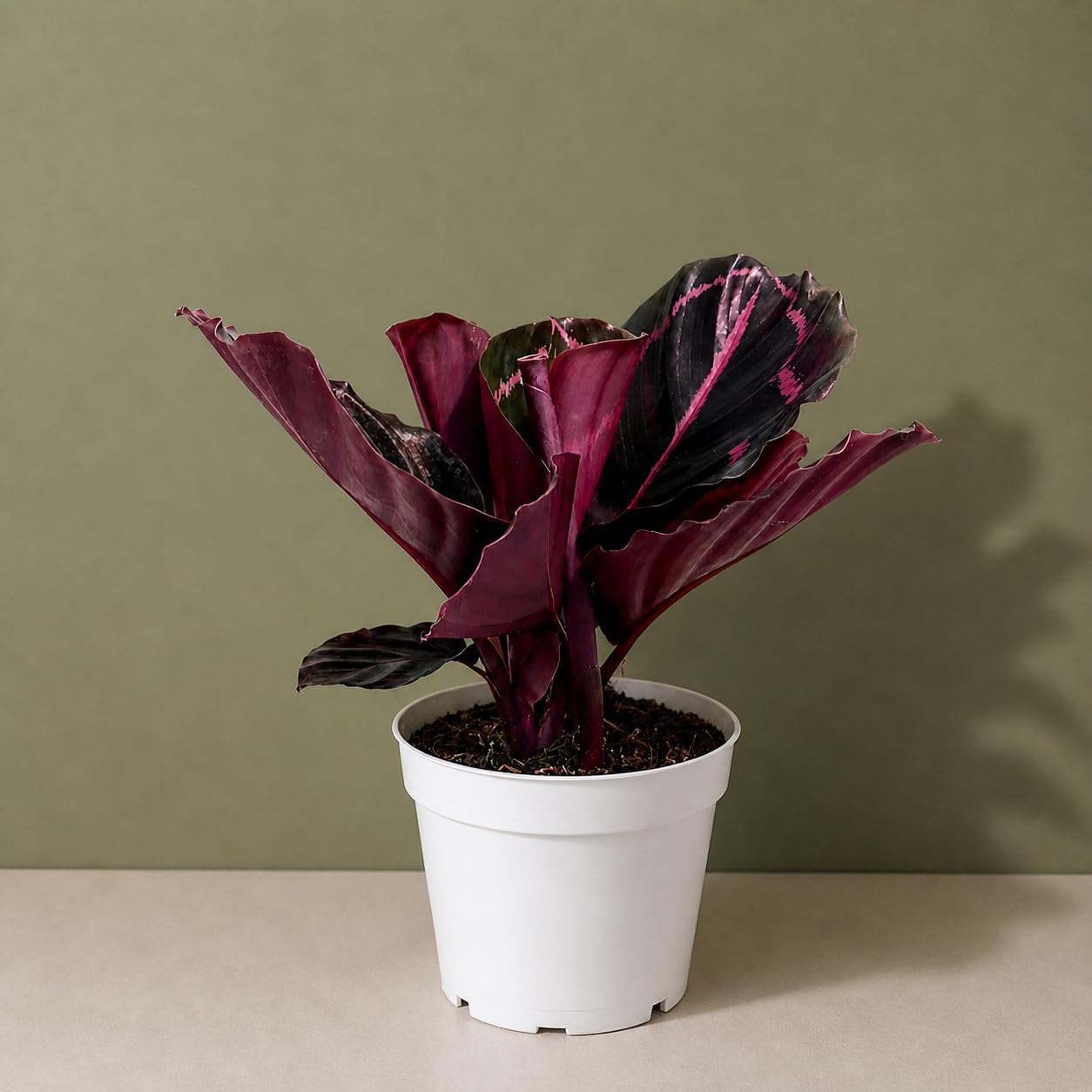 Rattlesnake Calathea Live Indoor Plant