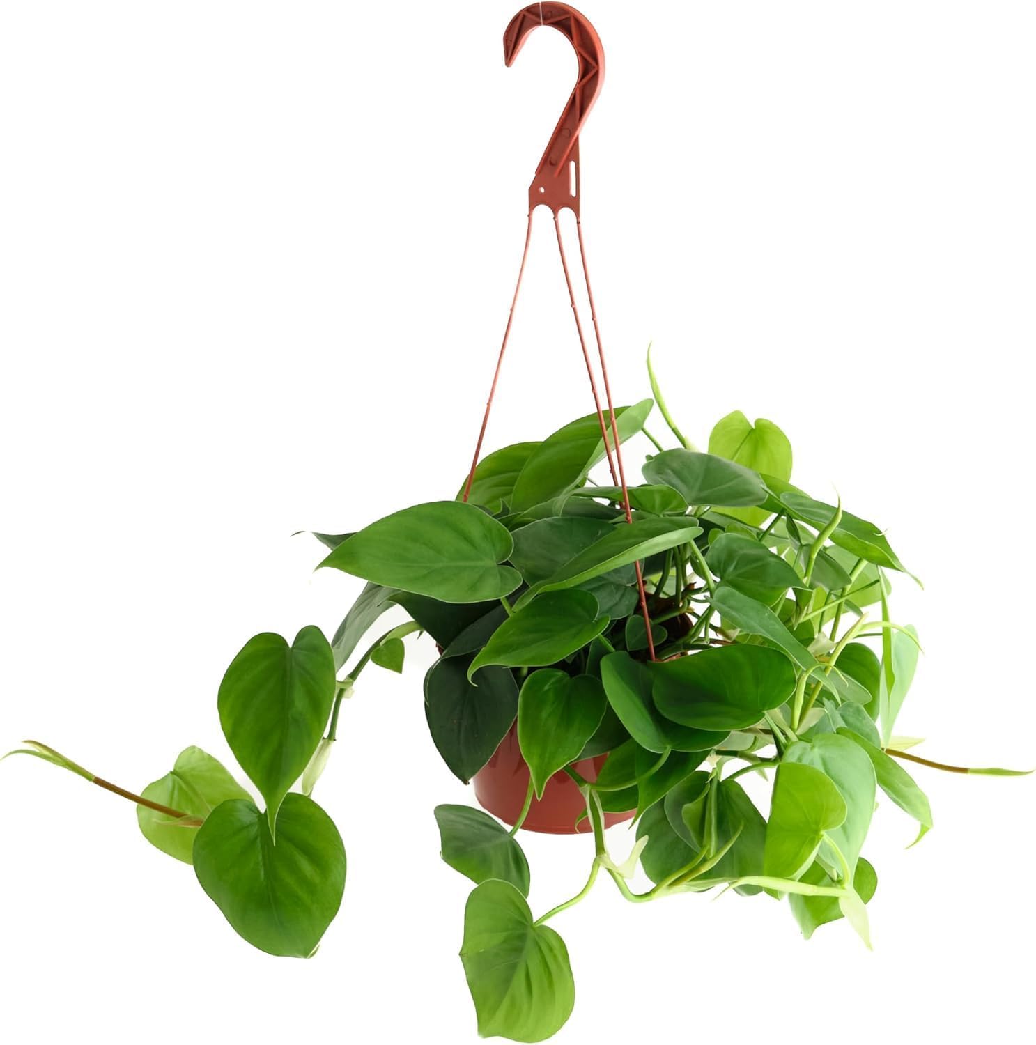 Live Trailing Houseplant in 6-Inch Pot
