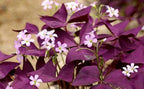 12-Piece Purple Shamrock Oxalis Bulbs