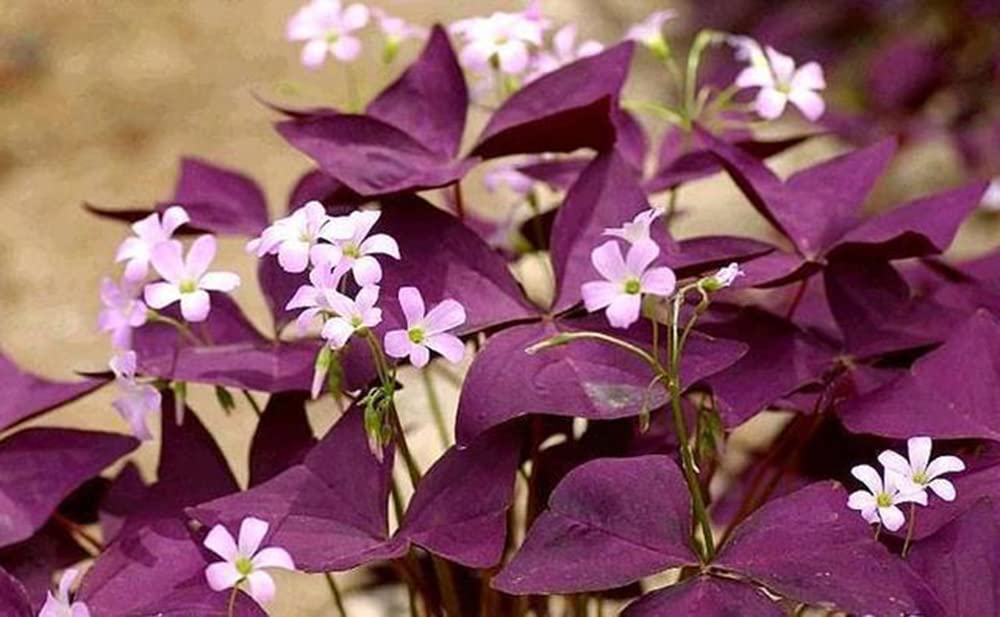12-Piece Purple Shamrock Oxalis Bulbs