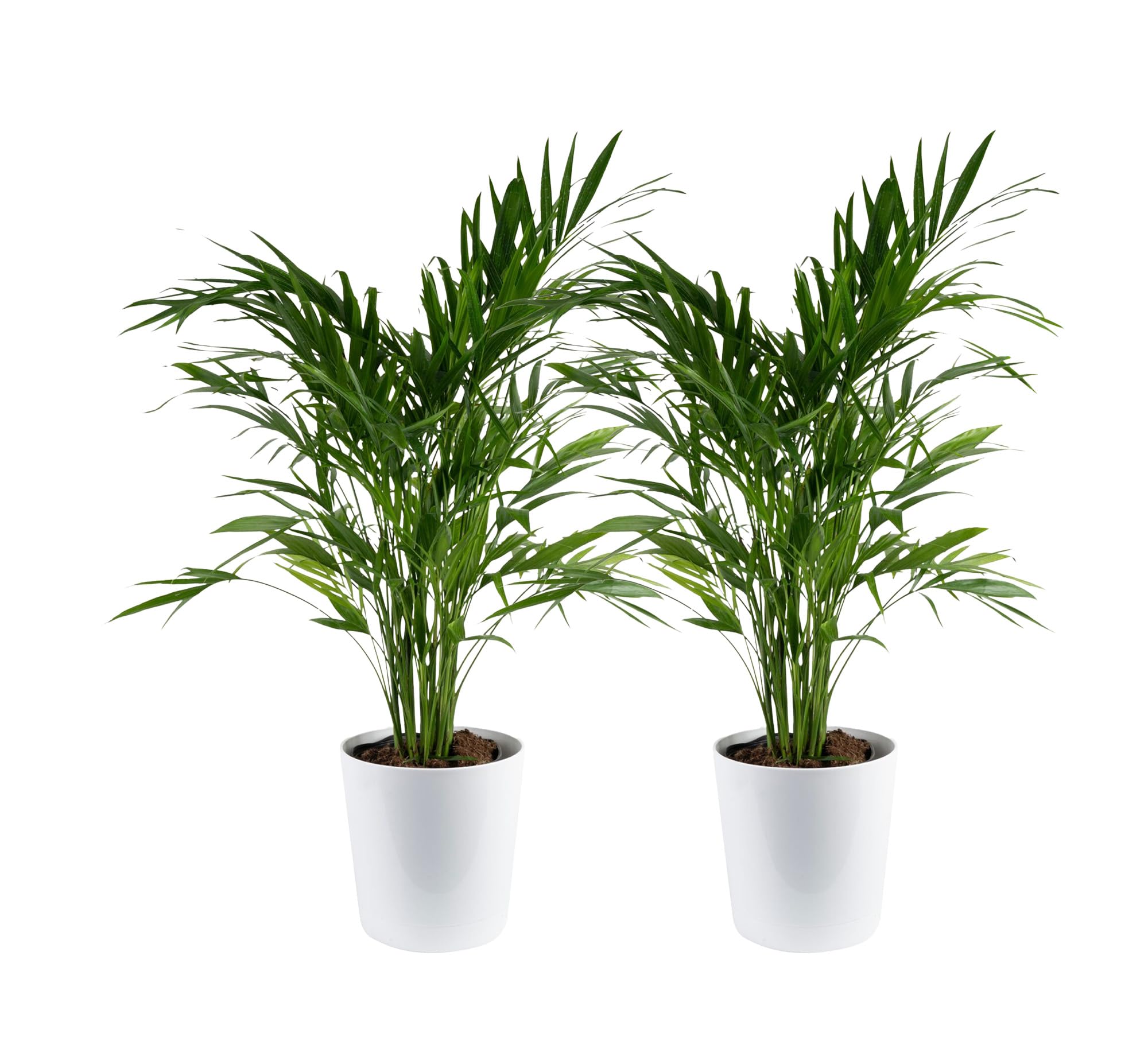 Costa Farms Cat Palm Live Plant in Decorative Pot
