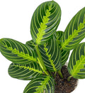 Lemon Lime Maranta Prayer Plant in White Pot