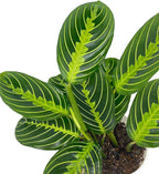 Lemon Lime Maranta Prayer Plant in White Pot