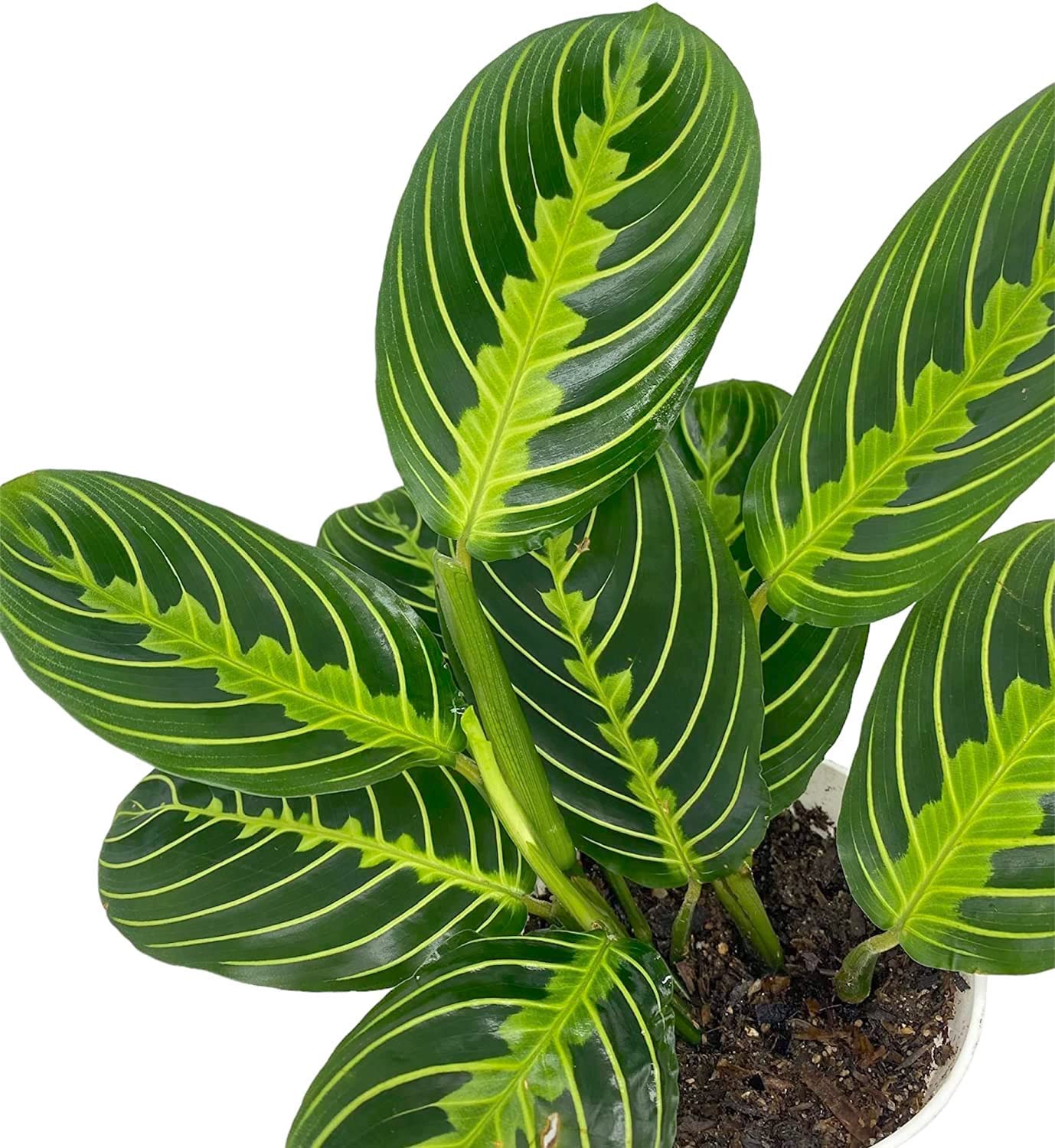 Lemon Lime Maranta Prayer Plant in White Pot