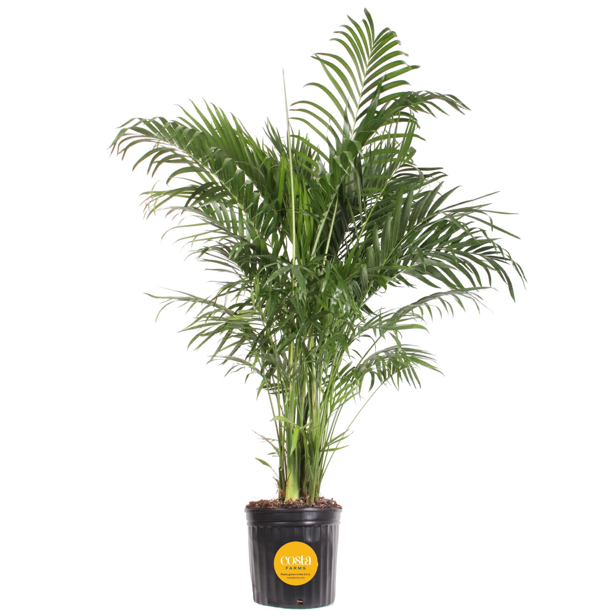 Costa Farms Cat Palm Live Plant in Decorative Pot