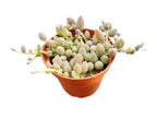 4inch Live Succulent