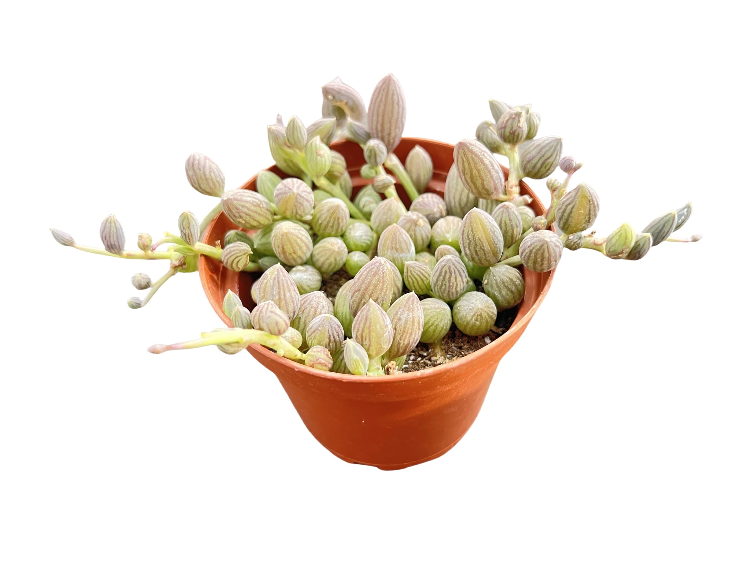 4inch Live Succulent