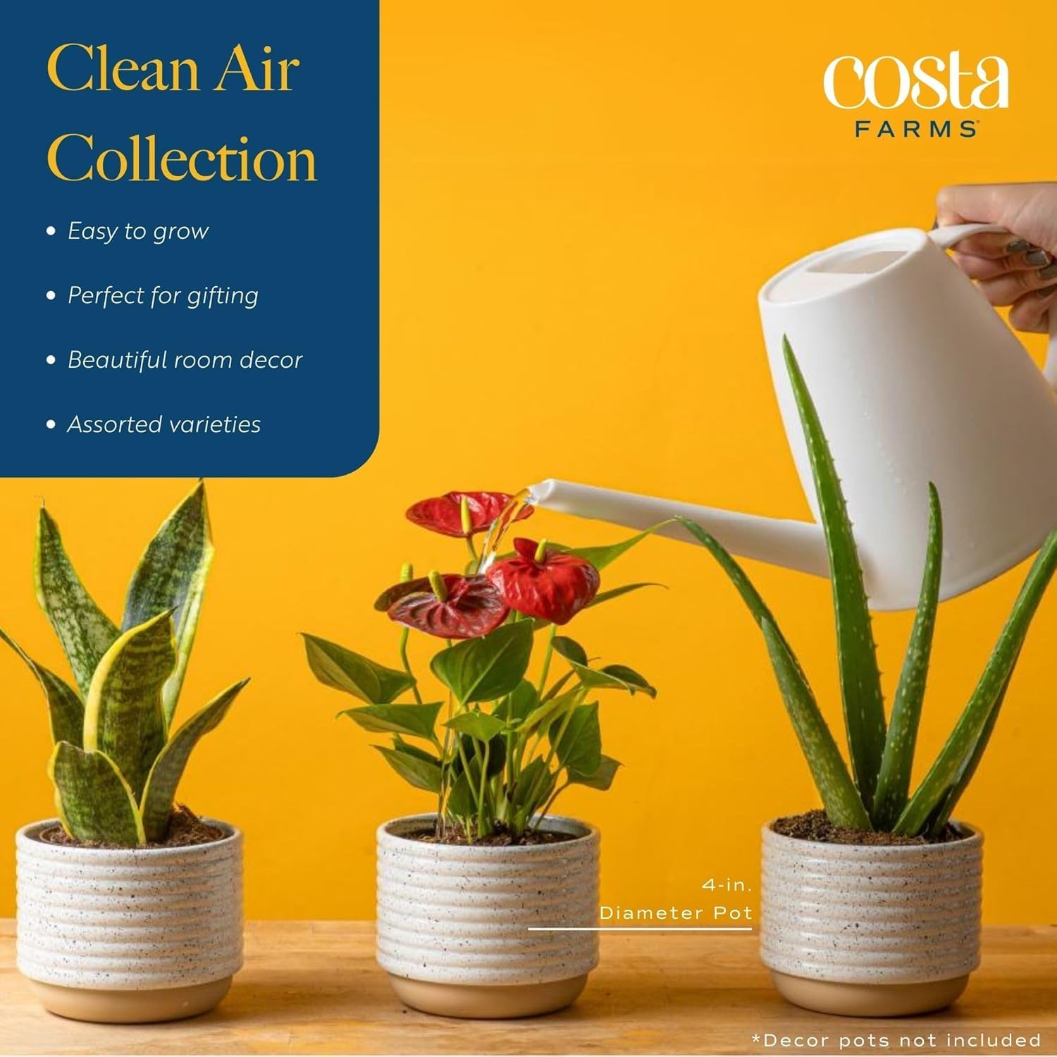 Costa Farms Live Plants (3 Pack), Grower's Choice in Home Décor Indoors Plant Pots Décor