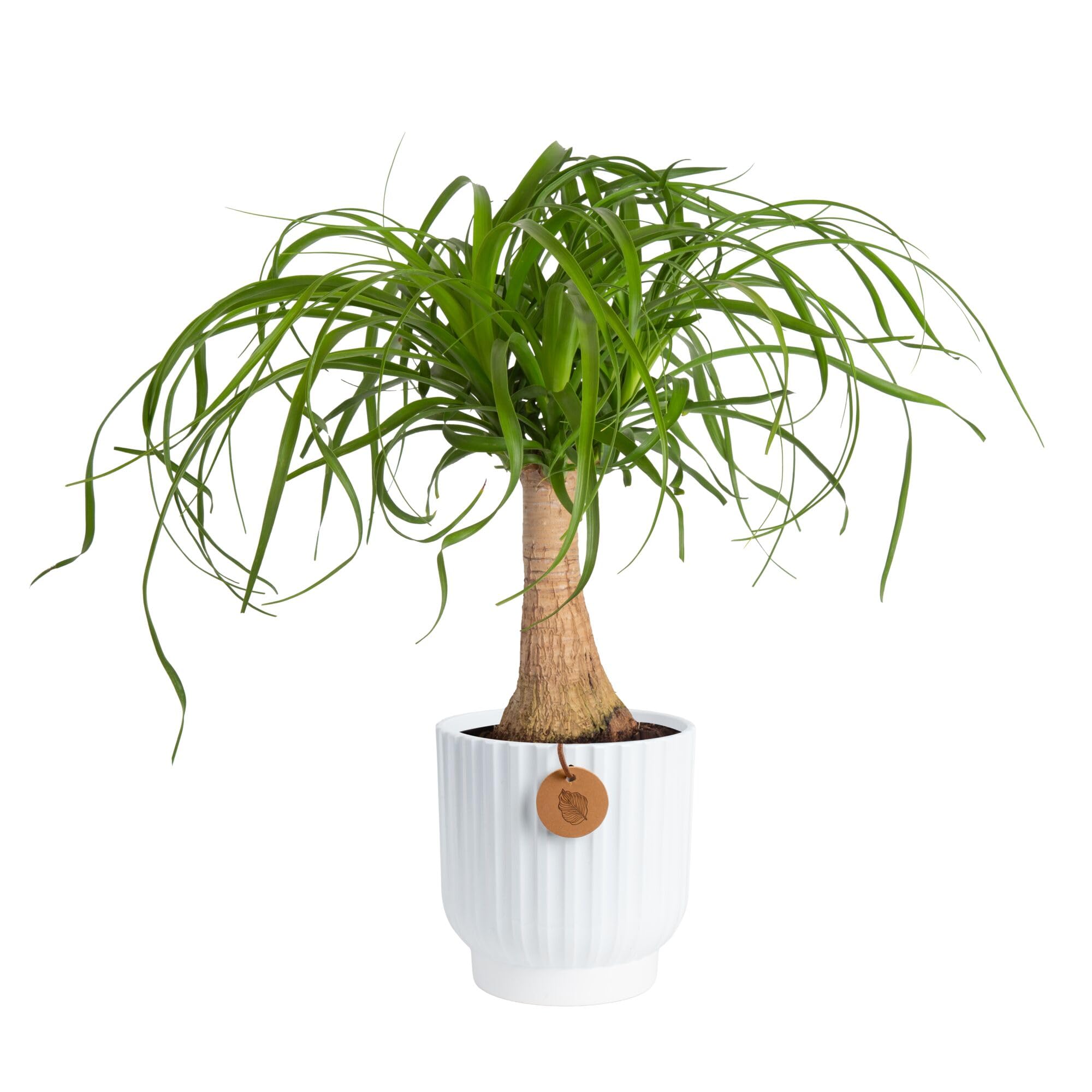 Costa Farms Cat Palm Live Plant in Decorative Pot