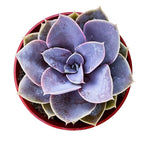 4inch Live Succulent