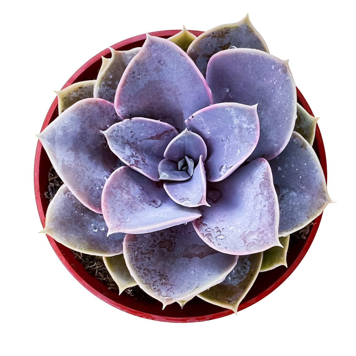 4inch Live Succulent