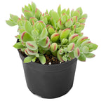 4inch Live Succulent