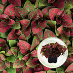 4-Pack Polka Dot Live Houseplant Collection