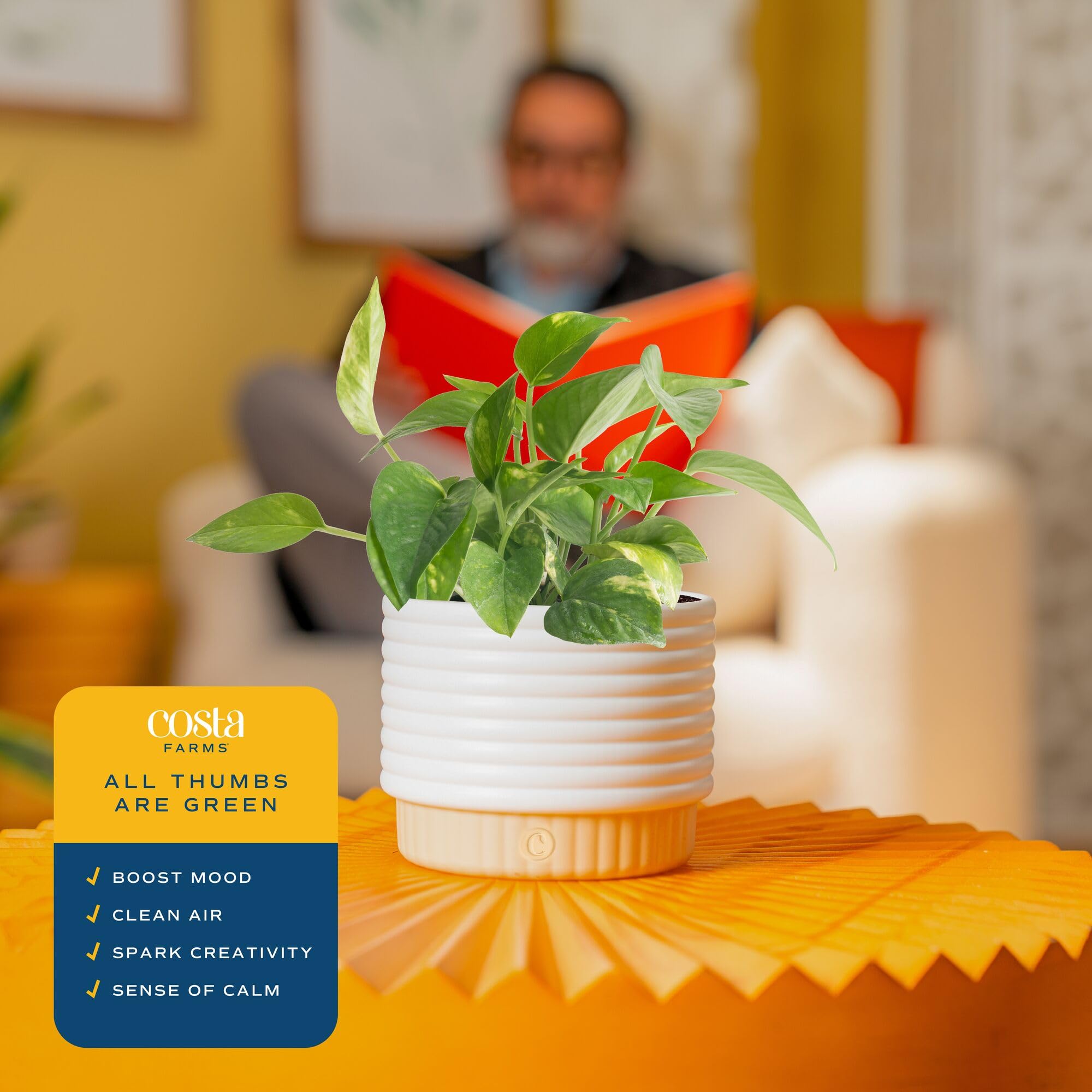 Costa Farms Live Plants (3 Pack), Grower's Choice in Home Décor Indoors Plant Pots Décor