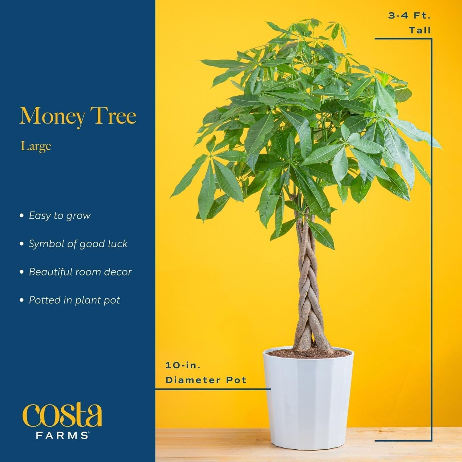 Costa Farms Money Tree Small Easy to Grow Live Indoor Plant