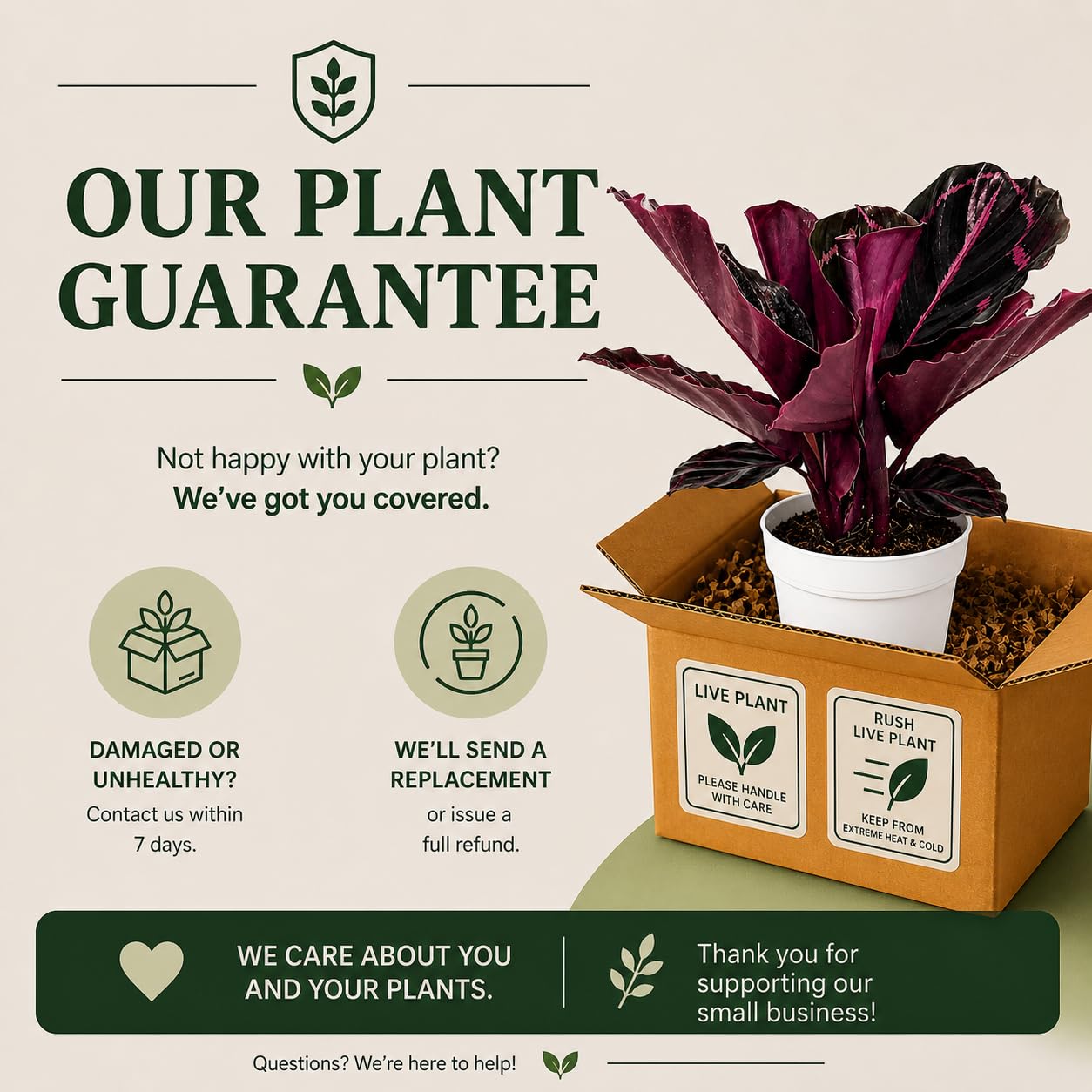 Rattlesnake Calathea Live Indoor Plant