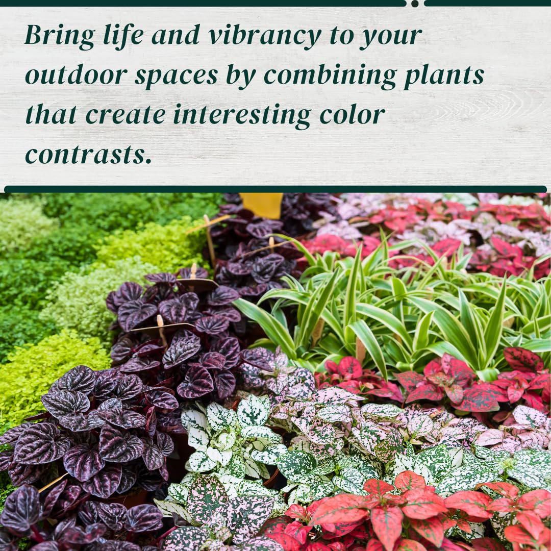 4-Pack Polka Dot Live Houseplant Collection