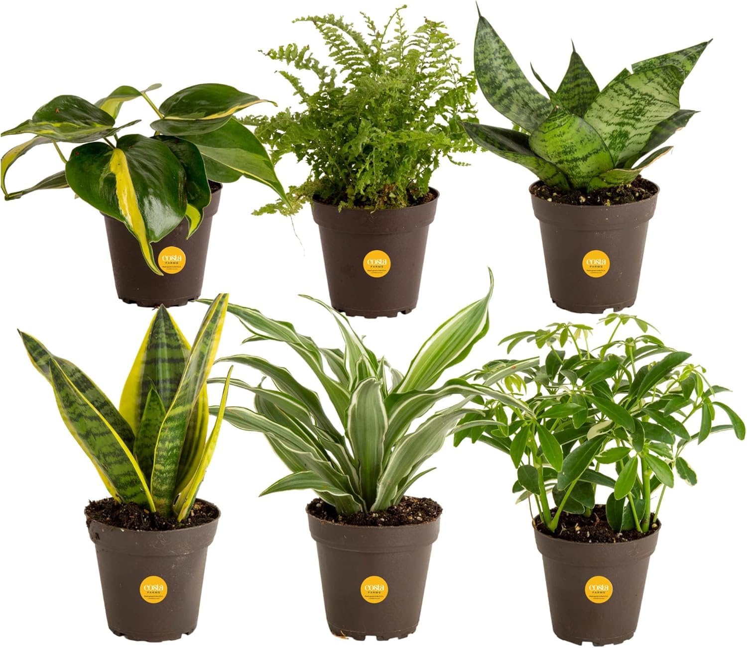 Costa Farms Live Plants (3 Pack), Grower's Choice in Home Décor Indoors Plant Pots Décor