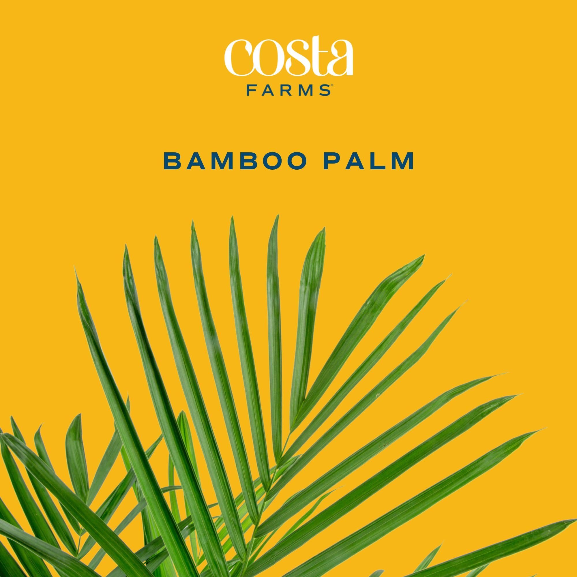 Costa Farms Cat Palm Live Plant in Decorative Pot