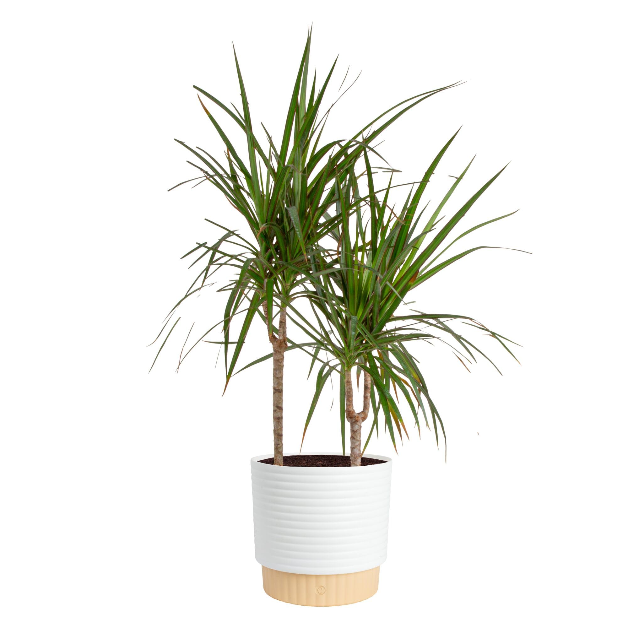 Costa Farms Dracaena Mass Cane Extra Large Live Indoor Plant