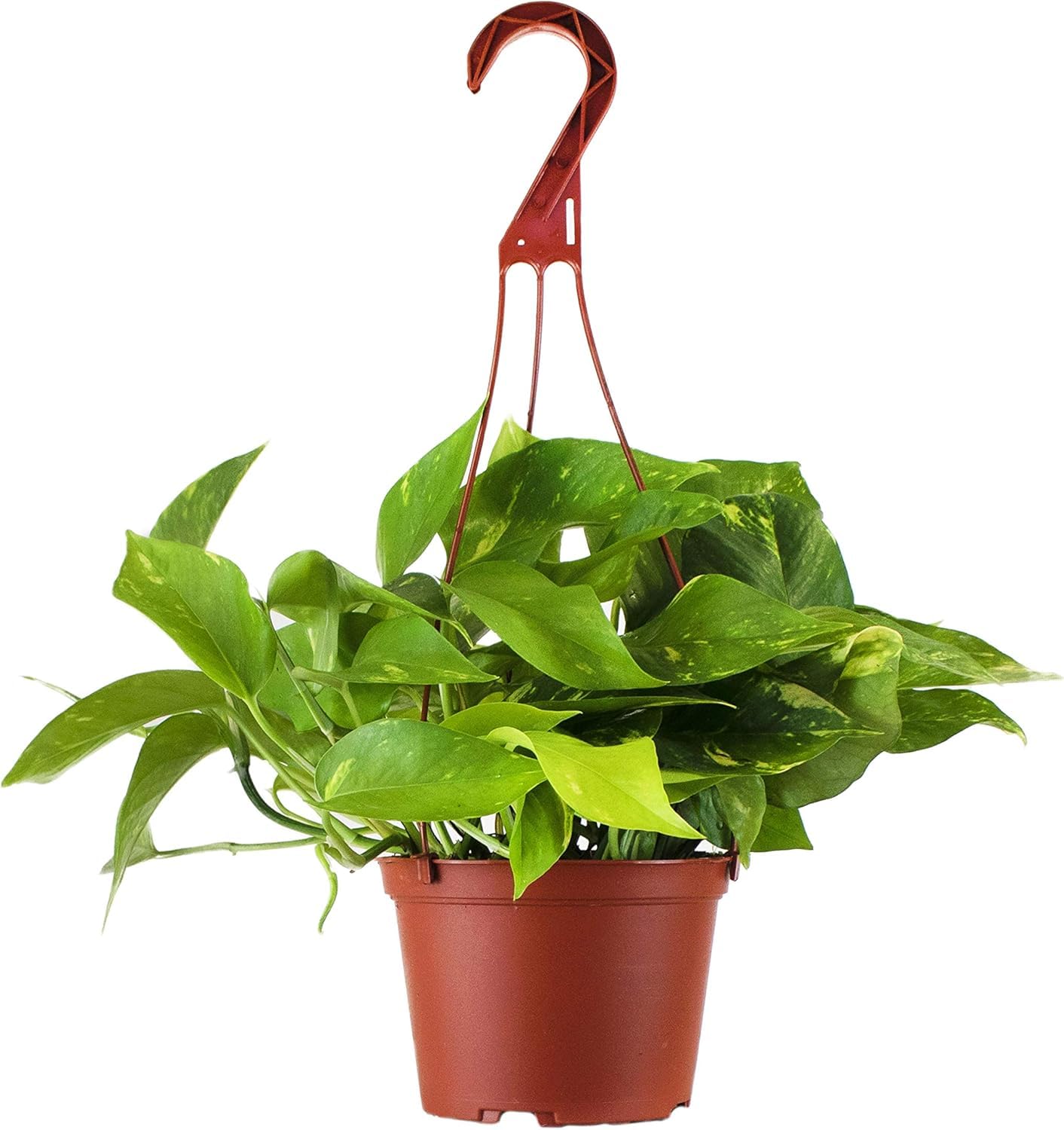 Live Trailing Houseplant in 6-Inch Pot