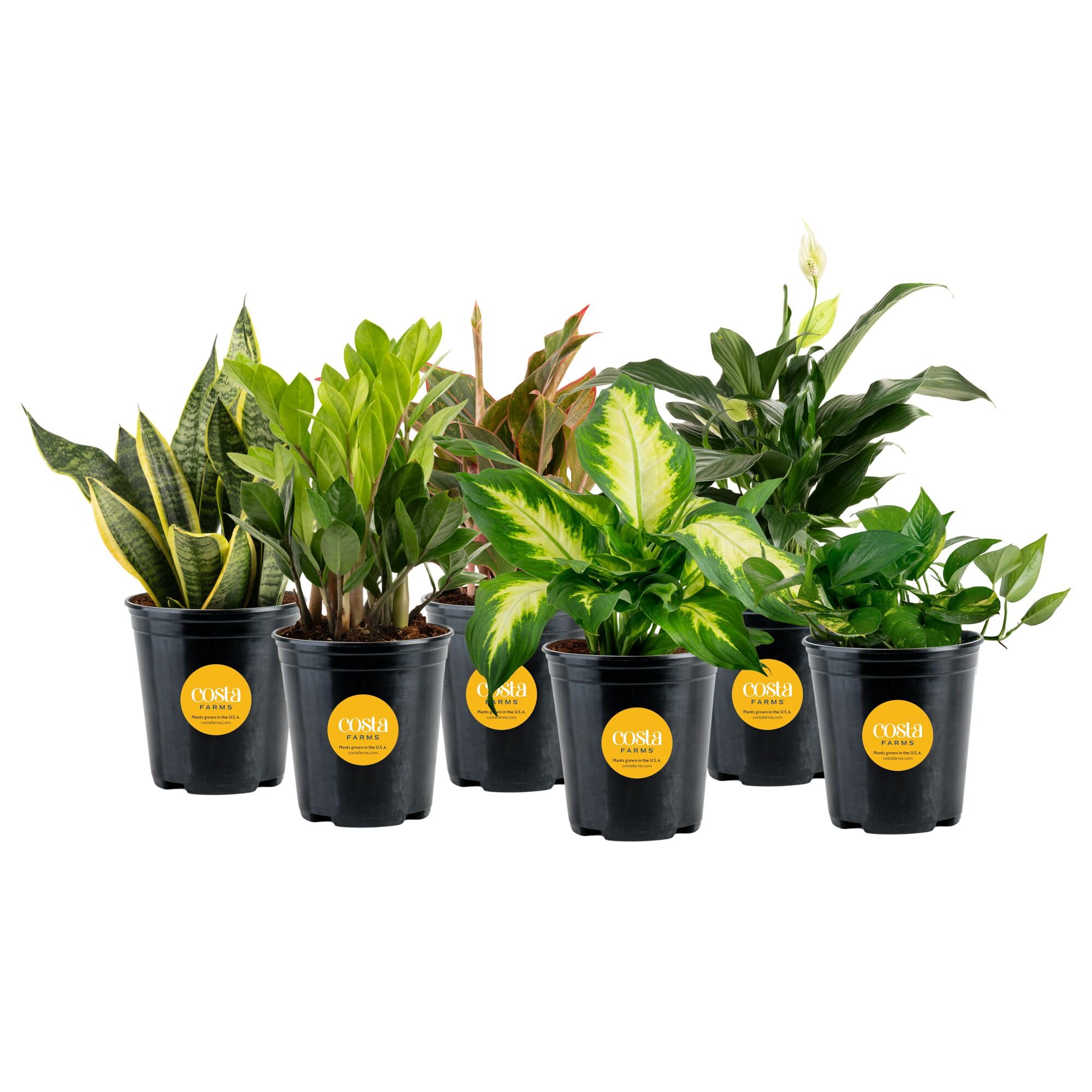 Costa Farms Live Plants (3 Pack), Grower's Choice in Home Décor Indoors Plant Pots Décor