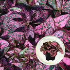 4-Pack Polka Dot Live Houseplant Collection