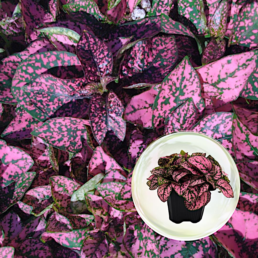 4-Pack Polka Dot Live Houseplant Collection